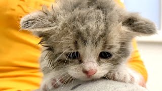 Dry kitten Johnny after bath