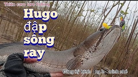 câu cá lóc đập sông ray với con mồi cá mềm NFF rất nhạy cá/câu lure câu rê cá lóc/