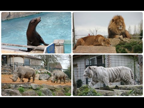 VLOG : Visite du Zooparc de BEAUVAL (jour 1)