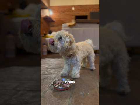 Video: Come preparare il cibo per cani fatto in casa: 12 passaggi