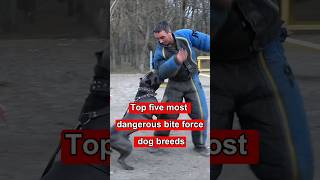Top five most dangerous bite force dog breeds#canecorso #dogbreeds