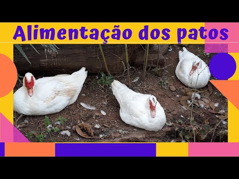 Vídeo: O que os paleos comem?