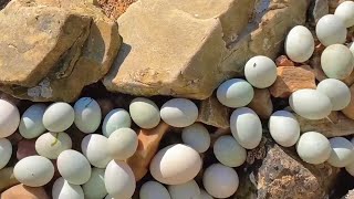 A large number of seabird eggs were found on the beach!