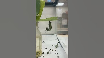 Come watch this monarch caterpillar transform into a chrysalis!