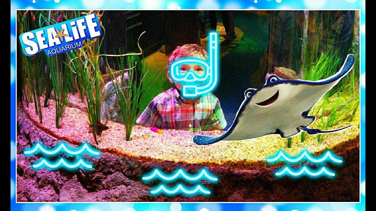 Марек-младший посещает Аризону Аквариум SEA LIFE