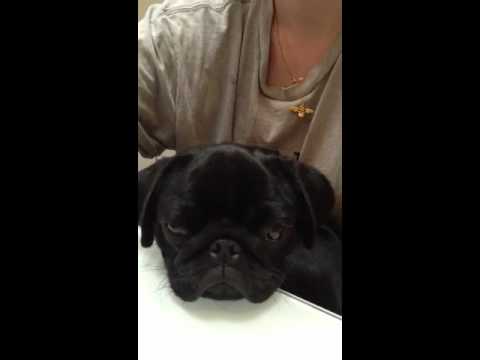 Bug The Pug Dog Trying Not To Fall Asleep