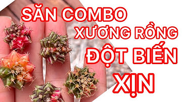 Săn combo Xương rồng đột biến giống khỏe, đẹp/Xương Rồng BMT #45