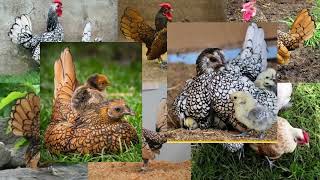 Top 5 Most Beautiful Chicken Breeds|top 5 most beautiful chicken breeds in the world Top 5 Most Beautiful Chicken Breeds|top 5 most beautiful chicken breeds in the world
