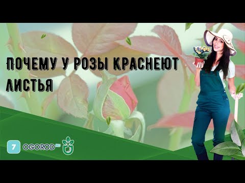 Почему у розы краснеют листья