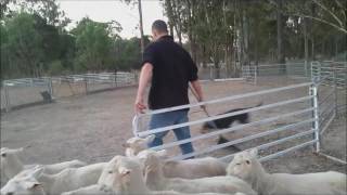 Jack's first time! ... with sheep! by Australian Working Dog Rescue 646 views 7 years ago 7 minutes, 50 seconds