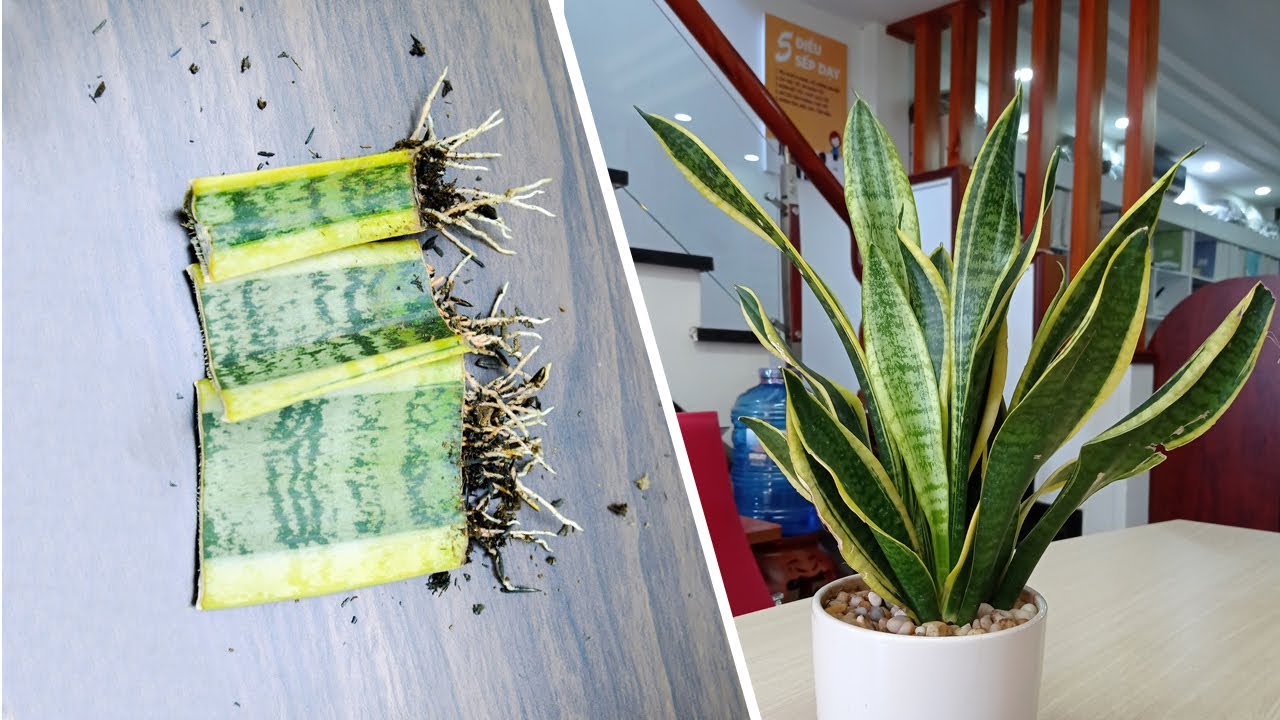 one88 on commerce Nhân giống cây lưỡi hổ với nha đam/lô hội | Sansevieria trifasciata | Snake Plant