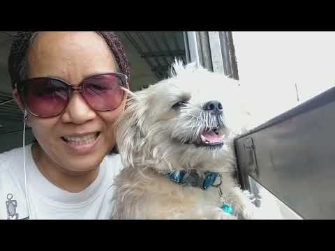 วีดีโอ: วิธีอุ้มน้องหมาขึ้นรถไฟ