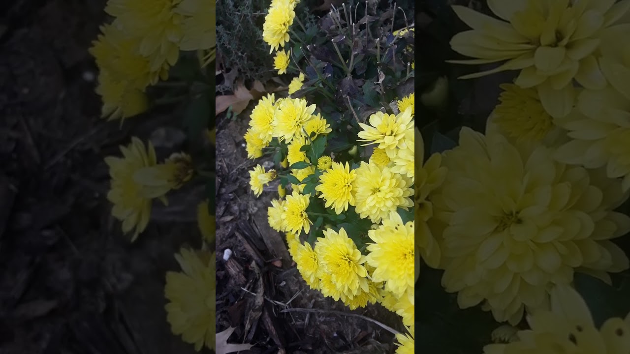 Chrysanthemum Plant | Gardening With Spenta | Hardy Plants | Perennial Garden | Spenta The Gardengal