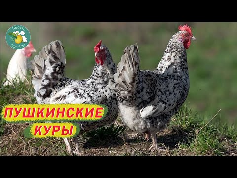 Пушкинская порода кур. Птица для фермеров.