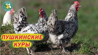 Пушкинская порода кур. Птица для фермеров.