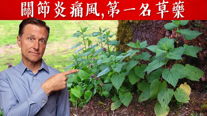 关节炎痛风,外用第一名草药,刺荨蔴根,,柏格医生 Dr Berg - 天天要闻