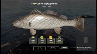 рр4\фарм серебра\рулетка с катами\розыгрыш