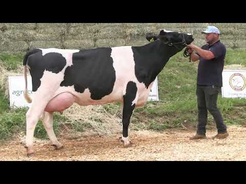 LOTE 10 • 3º LEILÃO RANCHO ALVORADA • HOLANDÊS 100% GENOTIPADO • 1826