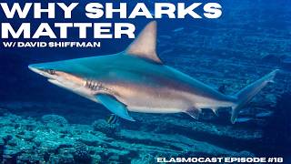 Why Sharks Matter w/ David Shiffman | Elasmocast Episode #18
