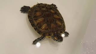 Красноухая черепаха выросла и плавает в ванне 🐢 Red-eared turtle is swimming in the bath 🛁