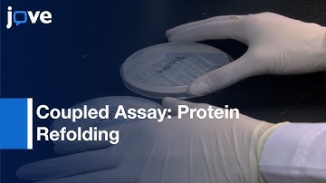Monitoring Protein Refolding In Saccharomyces Cerevisiae:Coupled Assay