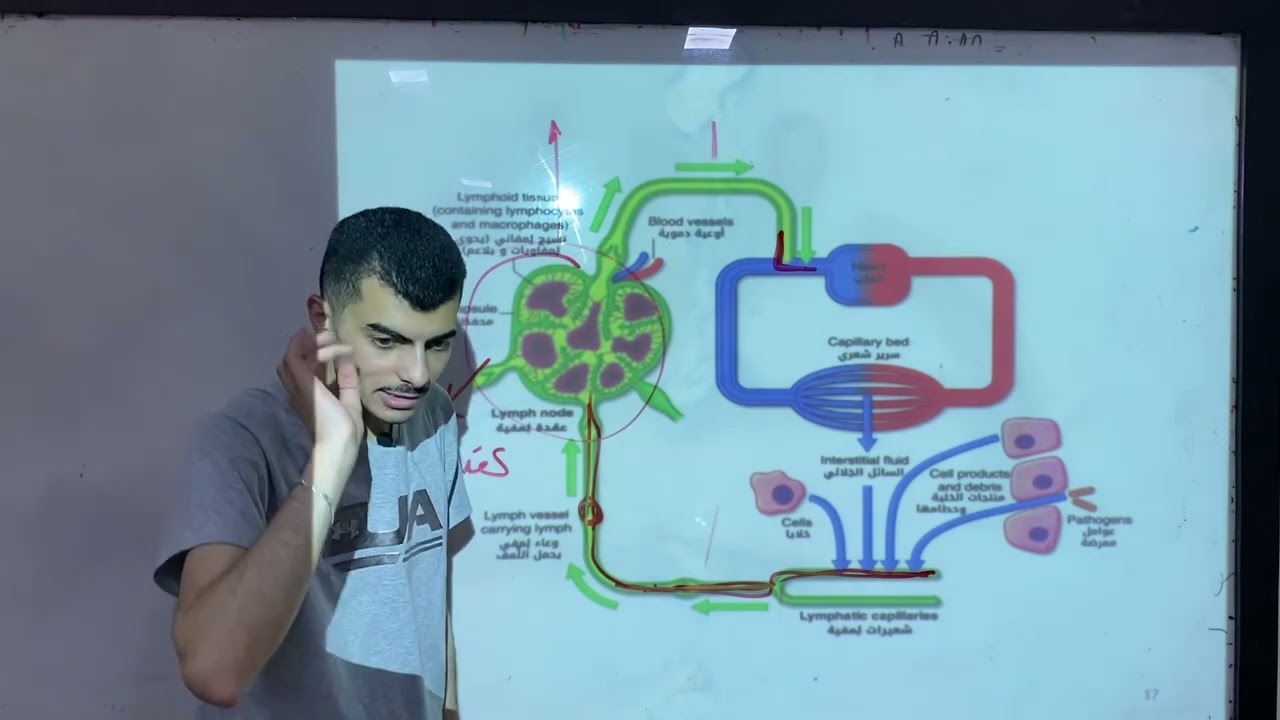 الفصل الخامس | اللمف |