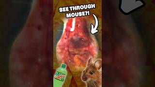 Doritos Dye Makes Mice TRANSPARENT?!