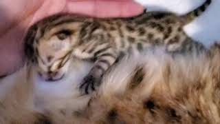Helping a newborn bengal kitten latch and nurse on momma ❤