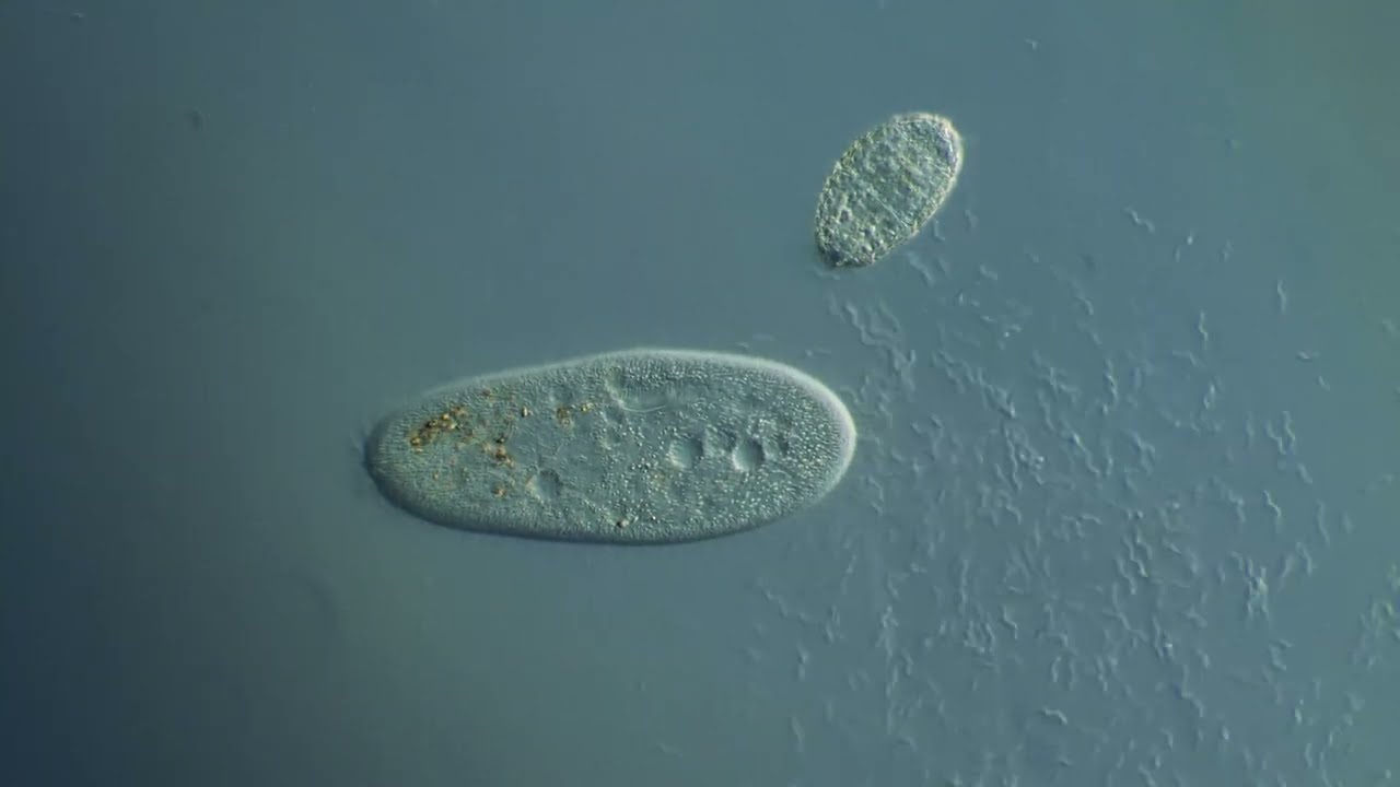 paramecium eating bacteria