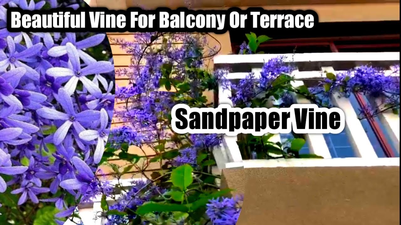 The most beautiful Vine plant for your balcony or terrace Petrea vine