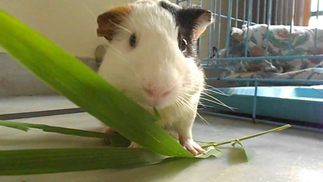 can guinea pigs eat bamboo