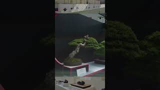World Bonsai Convention Celebration #shorts