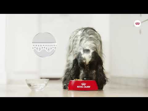 Royal Canin Dermacomfort hrana uscata caine, prevenirea iritatiilor pielii