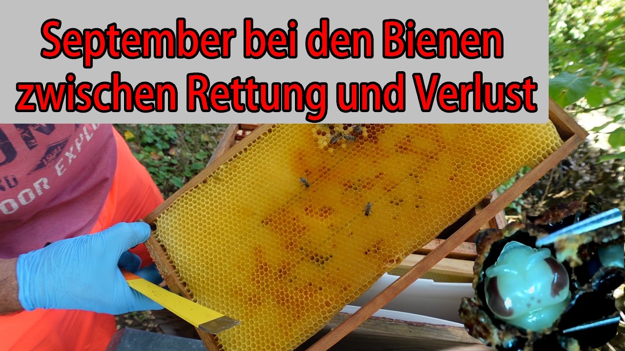 Imkern im September – Völker auflösen & verstärken | Räuberei & Totenkopfschwärmer