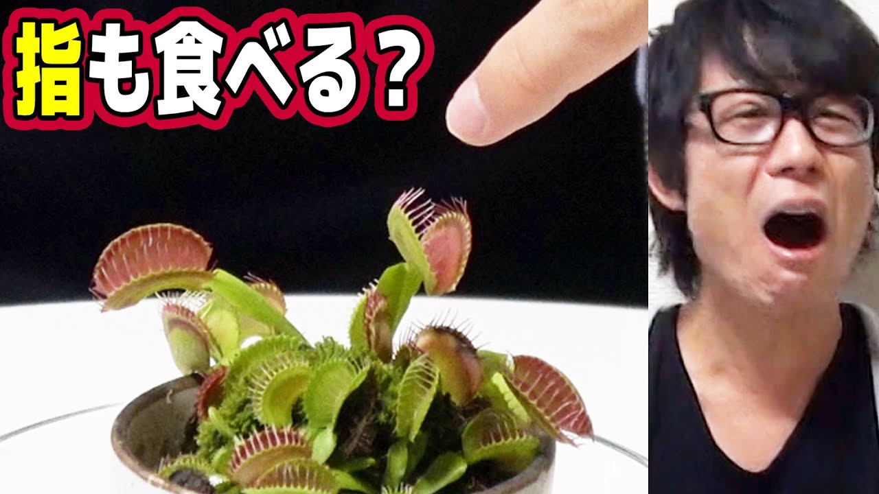 実験 食虫植物は指でも食べるのか ハエトリソウ Youtube