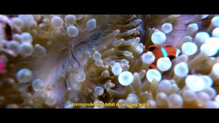 KALASE - ARCH SCREENPLAY