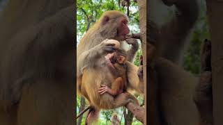 Monkey’s Learning Moment Proves Animals Are Smarter Than We Think | Knowledge Sowing Plan
