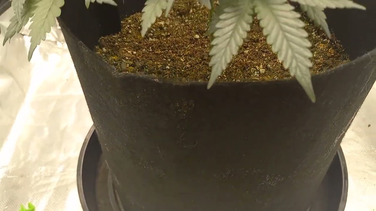 Strain peanut butter souffle update 👀