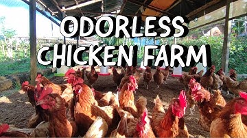 How To Make IMO (Indigenous Microorganisms) For An Odorless Chicken Farming 🐔🌸
