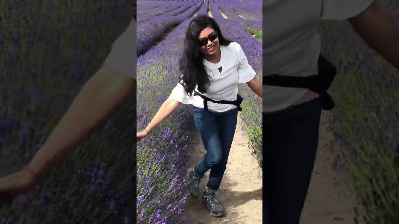 Lavender🪻 field New Zealand 🥰