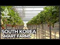 South korean farmers embrace hitech methods