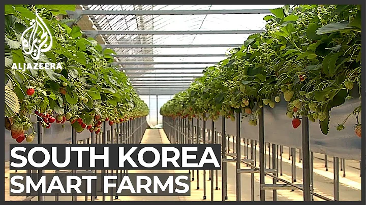 South Korean farmers embrace hi-tech methods - DayDayNews