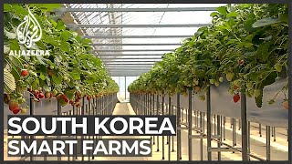 South Korean farmers embrace hi-tech methods