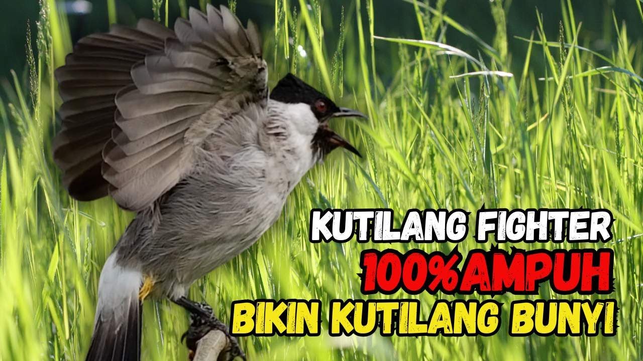 Suara Burung Kutilang FIGHTER Gacor  Cocok Untuk Pancingan Agar Bunyi