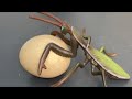 RAW EGG PEELING - Moha melo
