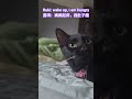 Ruki: I help mama wake up #cat #cute #ruki #kitten @Bai-JiaTW
