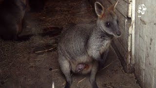 Zoo Praha: Mládě klokana už vykukuje z vaku