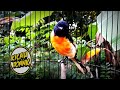 Burung Mantenan Kepala Hitam Gacor Dorr Mp3 - Mp4 Download