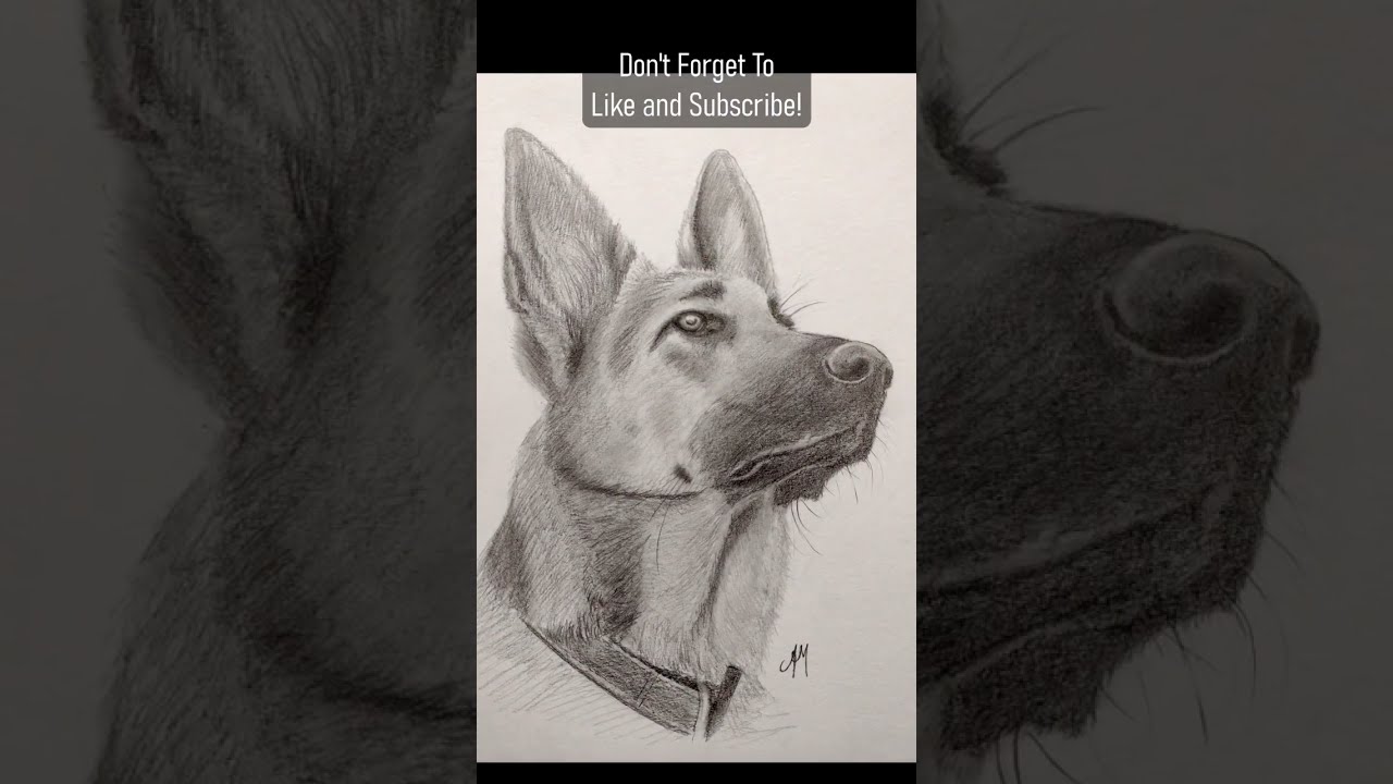 German Shepherd Portrait Process 🐾 | For All You Dog Lovers 🐶😍