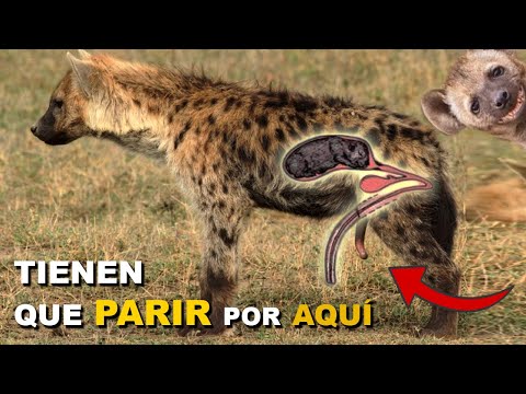 😱 Las Hienas Hembras "TRANS" de la Sabana Africana | Comen y CAZAN riendo y al PARIR llorando - Quom hqdefault
